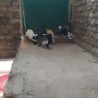 ۵عدد کبوتر  فروشی