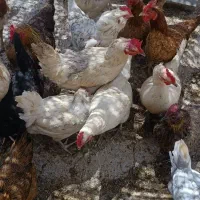 فروش مرغ کوردی تخم گذار