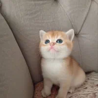 گربه