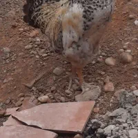 خروس محلی سرحال سنگین وزن