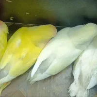 جوجه طوطی برزیلی
