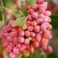 فروش-باغ-پسته