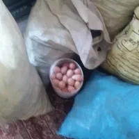 تخم مرغ خانگی