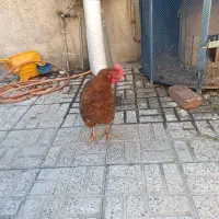 مرغ محلی