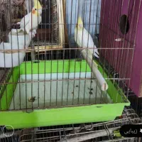 یک جفت عروس هلندی اصیل مولد