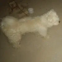 سگ پاکوتا پشمالو