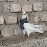 کبوترطوقی