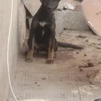 سگ دوبرمن