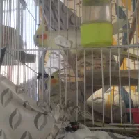 جفت عروسی با قفس