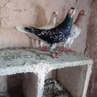 هفرنگ