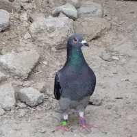 چاپی