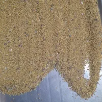 بذر یونجه خالص