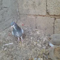 ماده بدرنگ سبز رنگ‌روشن