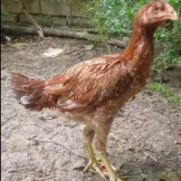 مرغ کلنگی.چهار ماه نسلی
