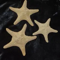 ستاره دریایی