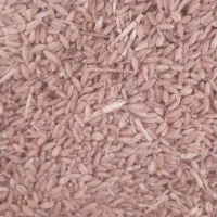گندم بش درجه 1