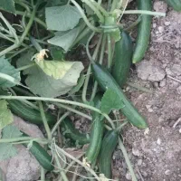 خیار  ترد و تازه مستقیم از مزرعه
