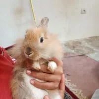 خرگوش لوپ