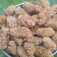 توت خشک اعلا