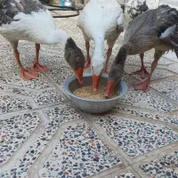 فروش پرندگان