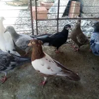 کبوتر