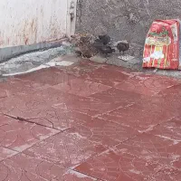 جوجه ومرغ