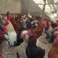 خروس محلی