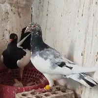 یهودی. گوره دمبی