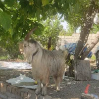 سابرین دوبر شاخ چنبری