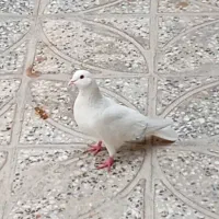 تهرانی نر سفید