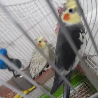 عروس هلندی مولد 4 عدد با قفس و لانه
