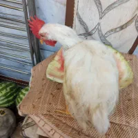 مرغ و خروس