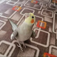 عروس هلندی سخنگو