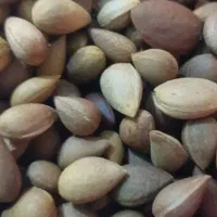فروش بادام تلخ کوهی