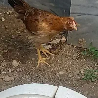 مرغ گلین