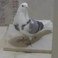 کفتر