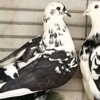 کبوتر کلاغی