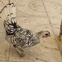 مرغ و خروس سبرایت