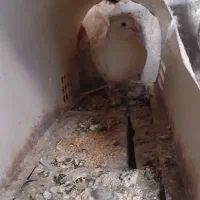 کفتر سفید المانی