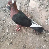 آرشینگل حمیدیه