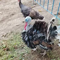دو عدد بوقلمون نر و ماده