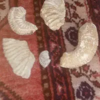 فسیل|کلکسیون و سرگرمی|شیروان (خراسان), |دیوار