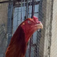 خروس لاری دانگ بالا