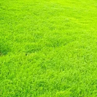 بذر طارم دم سیاه درشت..