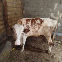 گوساله نر