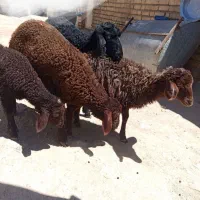 بره نر ریز