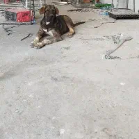 سگ توله پژدر6ماهه
