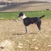 سگ گله|سگ|سردرود, |دیوار