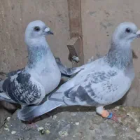 شامی نر و ماده جوون
