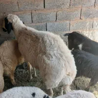 قوچ باغینی
